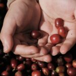 Growing up with Coffee
