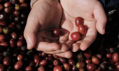 Growing up with Coffee